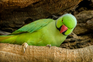 rose-ringed parakeet (Psittacula krameri), Keoladeo Ghana National Park (Bharatpur Bird Sanctuary)