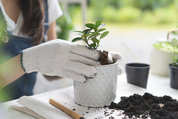 leisure time hobby, Women doing replant small tree to new pot at home - obrazy, fototapety, plakaty