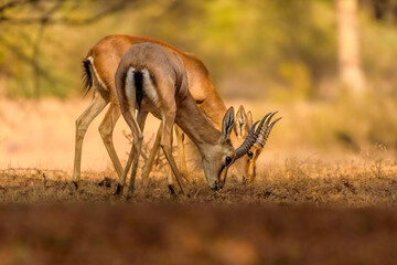 Indian gazelle, Ranthambore National Park