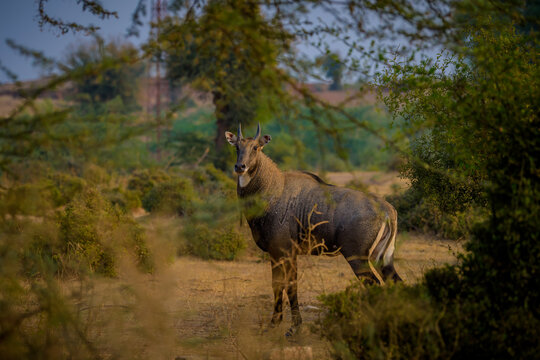 nilgai or blue bull, Ranthambore National Park
