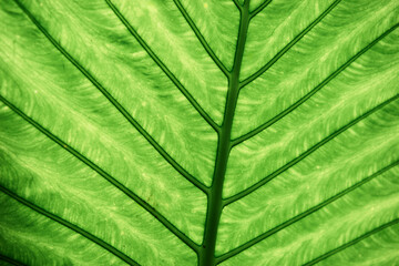 In the jungle. Close up of green tropical leaf
