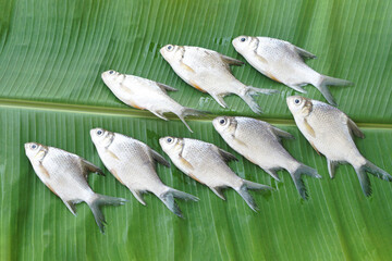 Raw fresh fish on green banana leaf background. Prepared for cooking. Concept, edible local...
