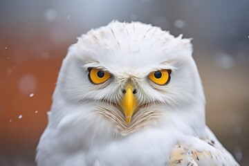 Naklejka premium close-up of a snowy owls face with bright yellow eyes