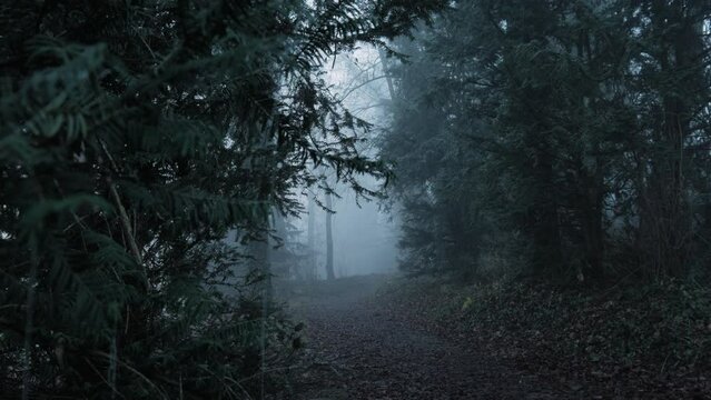 Rainy weather in the forest. Fog between the trees. A frozen web hangs on the Christmas tree. Dirt path in the forest on a foggy day. Dark epic forest.
