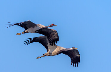 Demoiselle crane (Grus virgo), Bishnoi Village, Jodhpur, Rajasthan