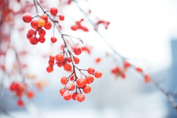 close-up of frost-covered red berries on a branch