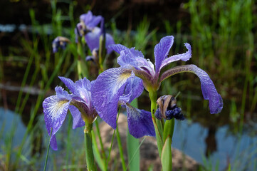 Blue Flag Iris, Iris versicolor, Adirondack Forest Preserve, New York