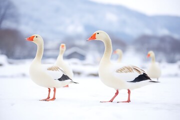 honking geese on snowy landscape
