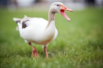 lone goose with open beak mid-honk on grass