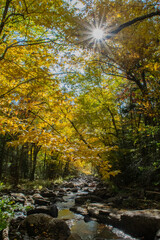 Sunlight thru the trees, Sacandaga River, Siamese Ponds Wilderness Area, Adirondack Forest Preserve, New York, USA