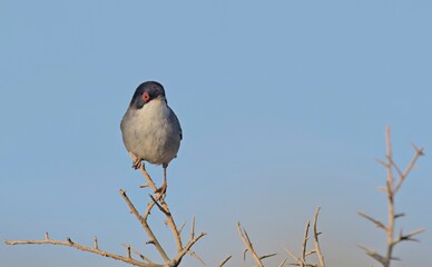 Sardinian Warbler - Sylvia melanocephala, Crete