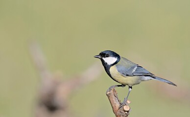 Obraz premium Great Tit (Parus major), Greece