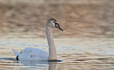 Mute Swan - Cygnus olor on the lake, Crete 