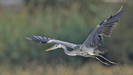 Grey Heron - Ardea cinerea, Crete 
