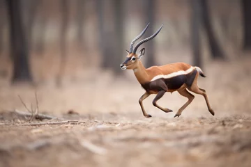 Fotobehang sable antelope in mid-stride while running © altitudevisual