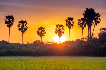 Rice Field with a sugar palm tree backdrop at sunrise