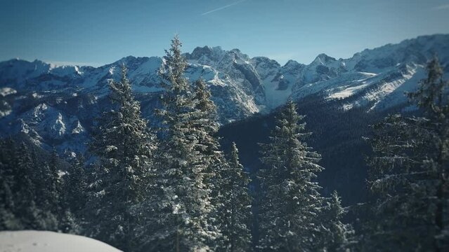 Flug durch Tannen im Skigebiet bei Garmisch-Partenkirchen/Zugspitze. Am Horizont ist die Wettersteinwand, Dreitorspitze und Schachen zu sehen.
