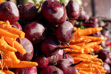 A diverse selection of freshly harvested root vegetables meticulously arranged and ready for...