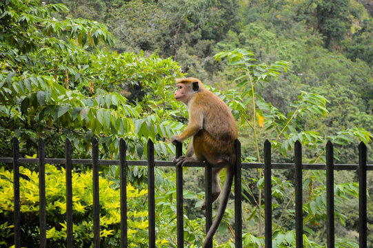Curious Monkey Watching from the Fence