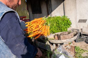 whitening carrots using old scale to be sold to the customer under sun light, traditional market...