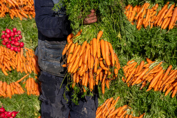 male holding carrots  to be sold to the customer in Root Vegetables market place