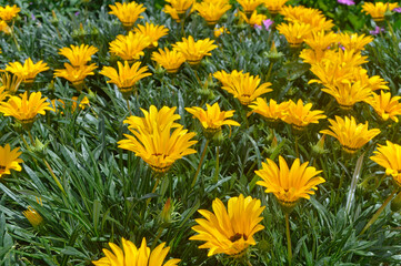 Bright Yellow Flowers