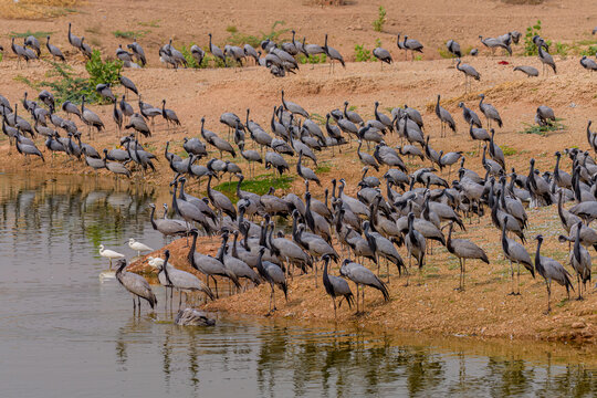 Demoiselle crane (Grus virgo)