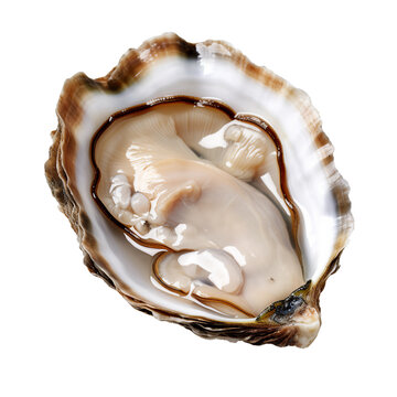 Oyster shell, PNG image, isolated image.
