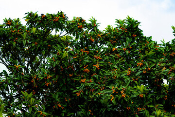 Loquat, also known as biwa or Japanese medlar, is a delightful and versatile fruit. This sun-kissed...