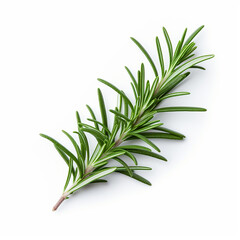 Fototapeta premium Rosemary Isolated on a white background