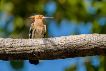 Eurasian hoopoe (Upupa epops)