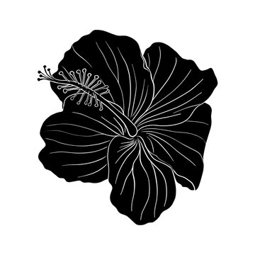 Tropical hibiscus flower silhouette. Chinese rose flower. Hand drawn vector illustration for logo, card or invite, tea herbs hibiscus tea. Isolated on white background