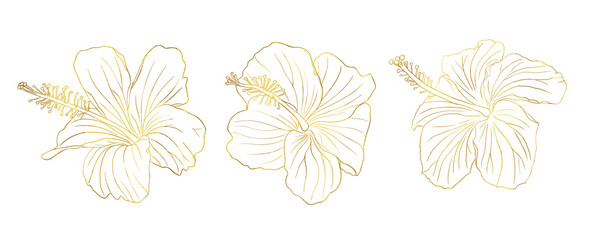 Gold foil tropical hibiscus flower set. Chinese rose flower. Hand drawn vector line art illustration for logo, card or invite, tea herbs hibiskus tea. Isolated on white background. - obrazy, fototapety, plakaty