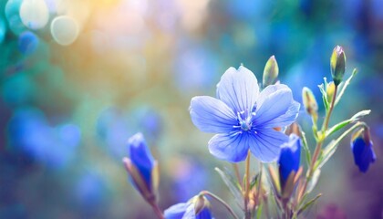 blue beautiful flower on a beautiful toned blurred background border delicate floral background selective soft focus