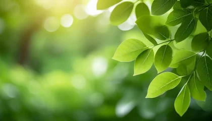 Foto op Canvas close up of nature view green leaf on blurred greenery background under sunlight with bokeh and copy space using as background natural plants landscape ecology wallpaper concept © Mac