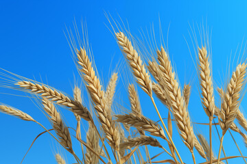 Ears of barley ready for harvest on a blue background.