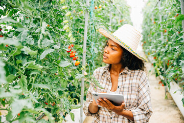 Young Black woman farmer, holding a digital tablet, checks tomato quality in the greenhouse. Smart...