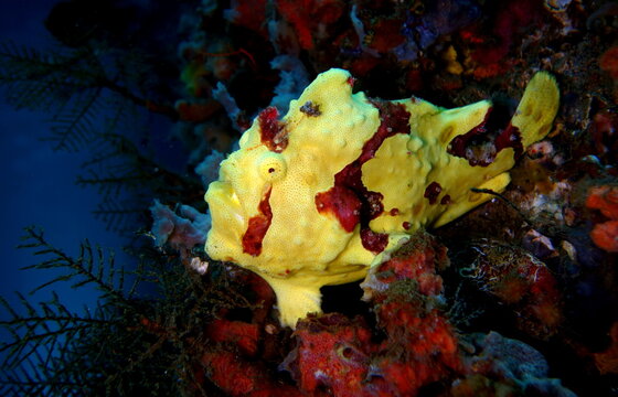 Yellow painted frogfish sitting on a pillar underneath the jetty