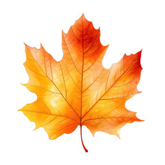 Autumn Leaf on transparent background