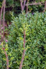 Fototapeta premium Fragment of a branch with buds of Rosa spinosissima in early spring, commonly known as the Rosa pimpinellifolia.