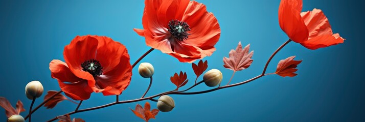Red Poppy Flower Card On Blue, Background Image, Background For Banner, HD