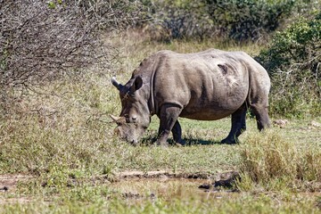 Obraz premium Breitmaul Nashorn