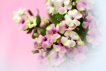 Bouquet of multicolored phlox on a pink background.