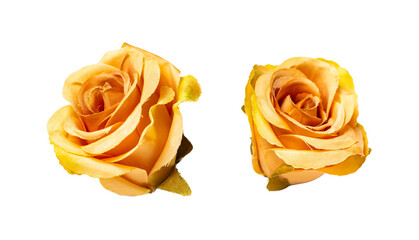 Yellow color rose isolated on white or transparent background, cutout.