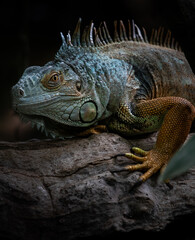 Green Iguana