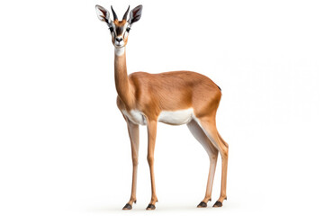 A Gerenuk on white background