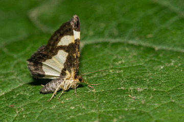 Common Spring Moth - Heliomata cycladata