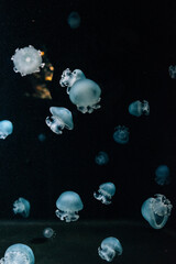 Jellyfish