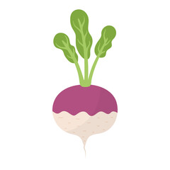 Turnip vegetable in cartoon style. Fresh turnip element isolated on white background for farm market design. Organic healthy food clipart. Vector illustration