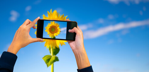 Hand holding mobile phone and take a photo colorful sunflowers on blurred background with sunlight...